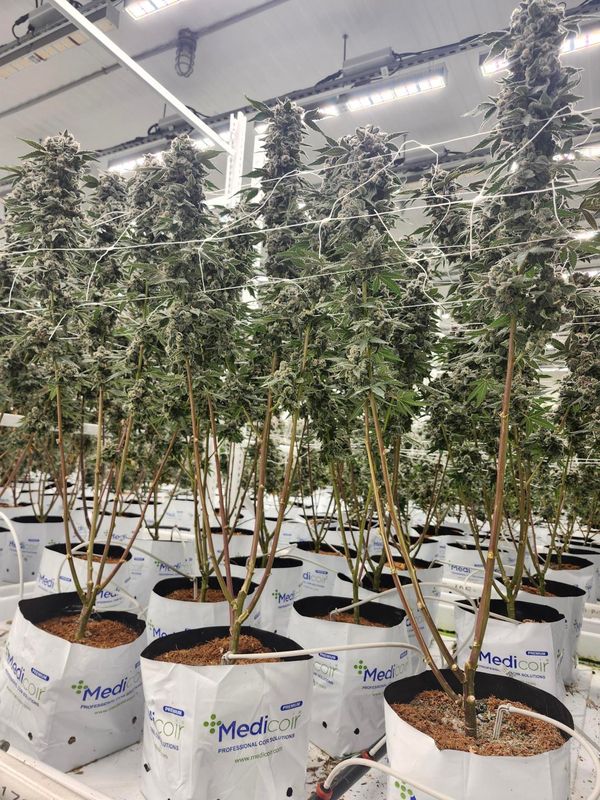 Flowering cannabis plants in Medicoir Premium OTCs