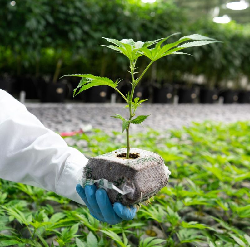 A young cannabis plant rooted in a Medicoir grow cube